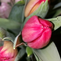 Zapach tulipanowy...