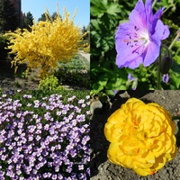 Kwiaty fioletowe i żółte
