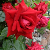 Róża dla Iwonki