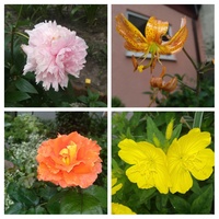 To też kwiaty z naszego ogródka .