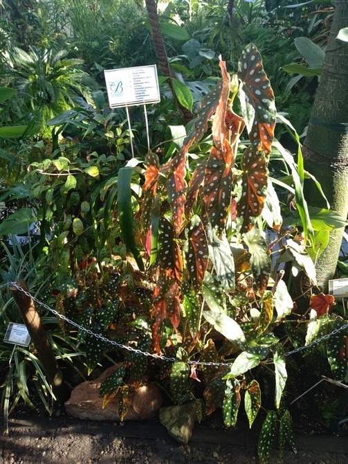 Dorodna begonia maculata wg opisu .