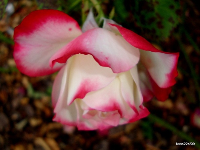 Róża Beverly Korpauvio w zbliżeniu .