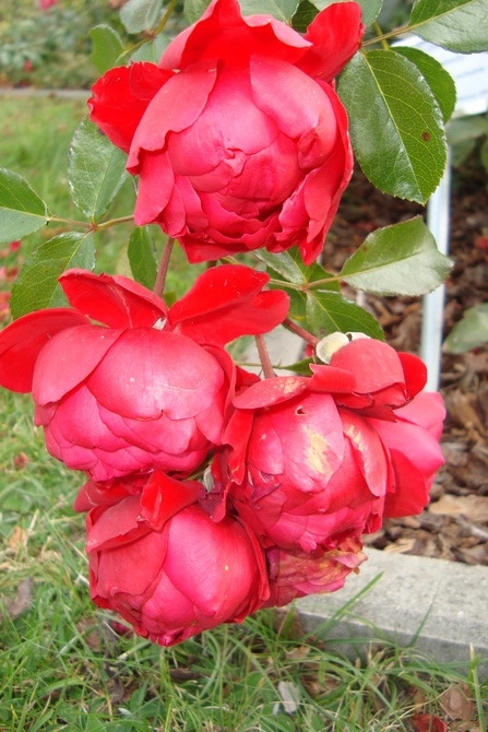 Róża Florentina ' Kortrameilo 'w zbliżeniu .