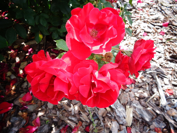 Róża Red Lady Ruffles dla Was Mili .