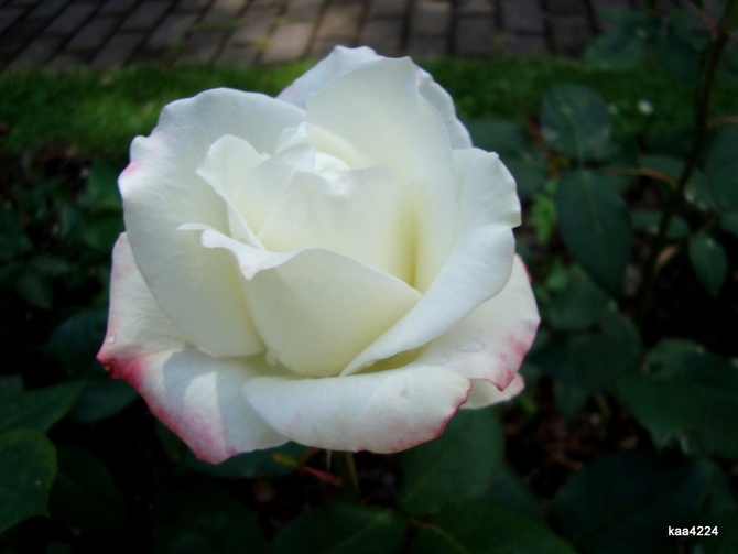 Róża Rihkor w zbliżeniu .