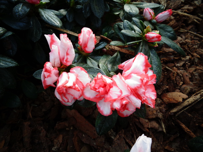 Rododendron karłowaty ' Oase Delo ' .