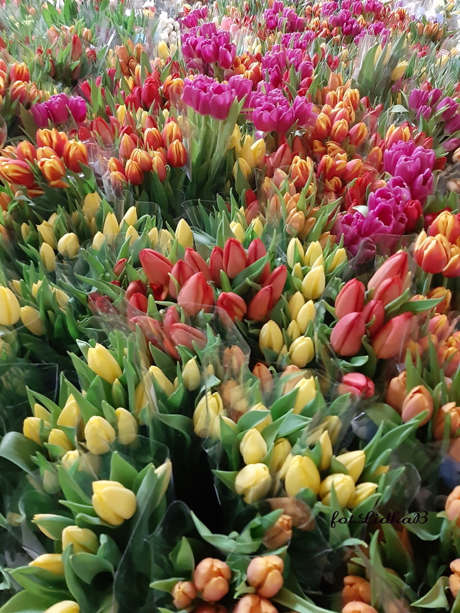 Tulipany kolorowe