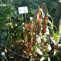 Dorodna begonia maculata wg opisu .