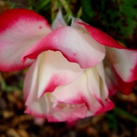 Róża Beverly Korpauvio w zbliżeniu .