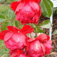 Róża Florentina ' Kortrameilo 'w zbliżeniu .
