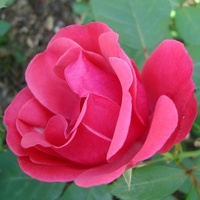 Róża Meirisouru w zbliżeniu .