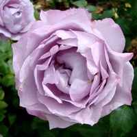 Róża Novalis Korfridhar w zbliżeniu .