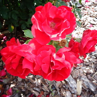 Róża Red Lady Ruff