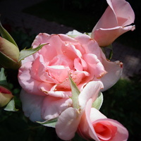 Róża Senteur Royal
