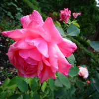 Róża ' Tanjeka ' w zbliżeniu .