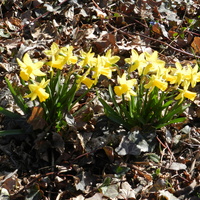 Wiosenne kwiaty w parku