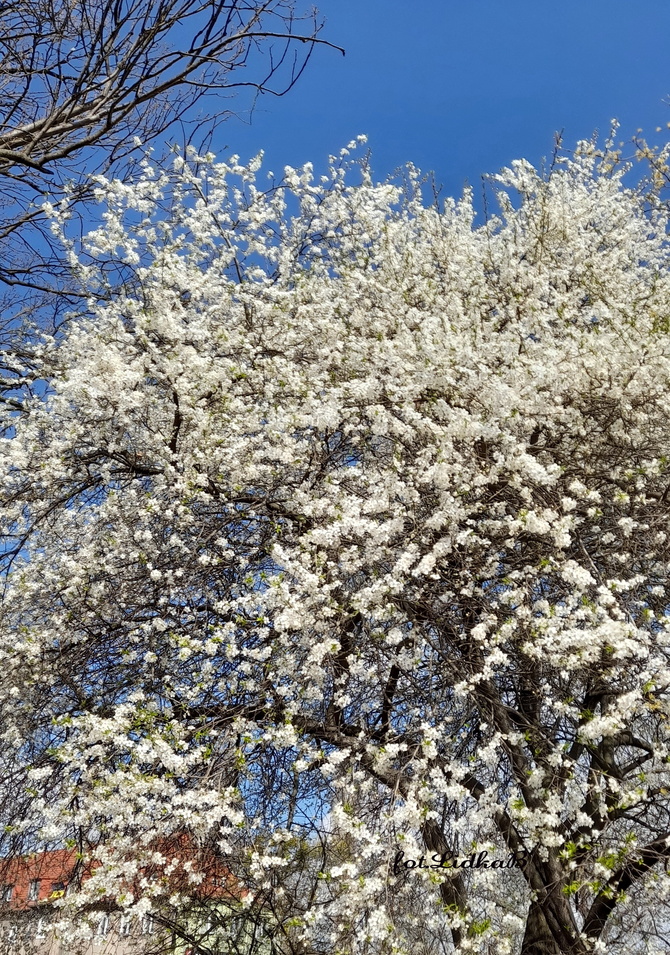 Drzewa kwitnące wiosną