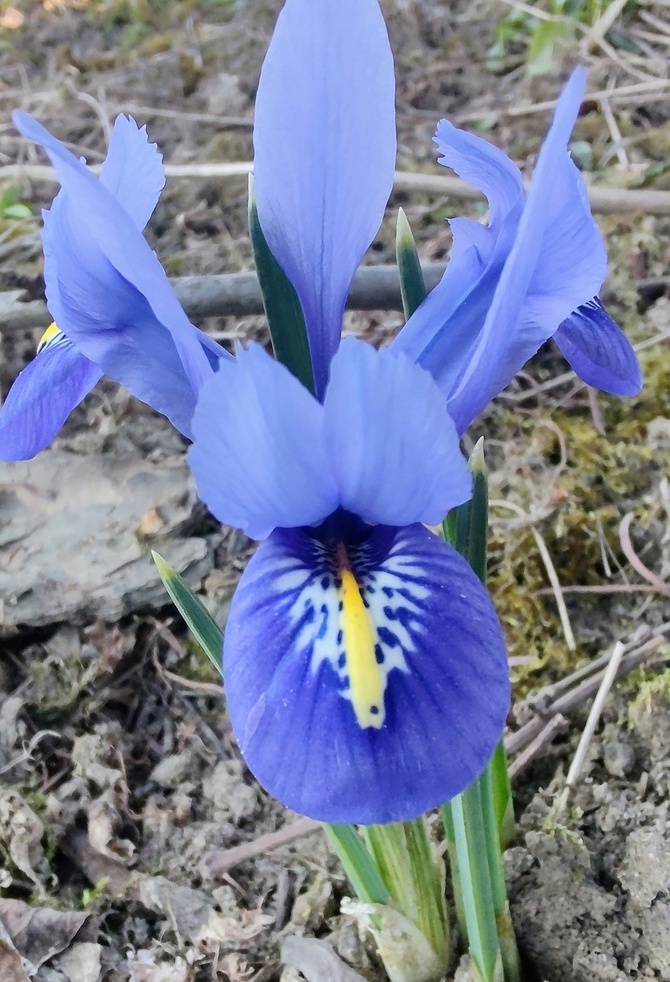 Kosaciec żyłkowany (Iris reticulata)