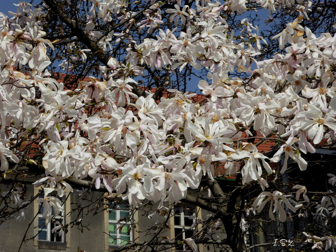 magnolia gwiaździsta