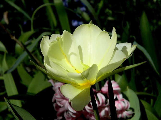 Pierwszy tulipan:)