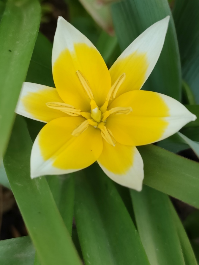 Słoneczny tulipanek