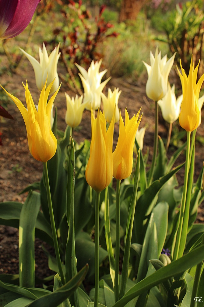 Smukłe tulipanki...