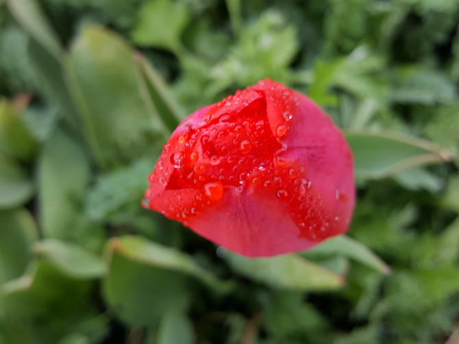 Tulip deszczowy...
