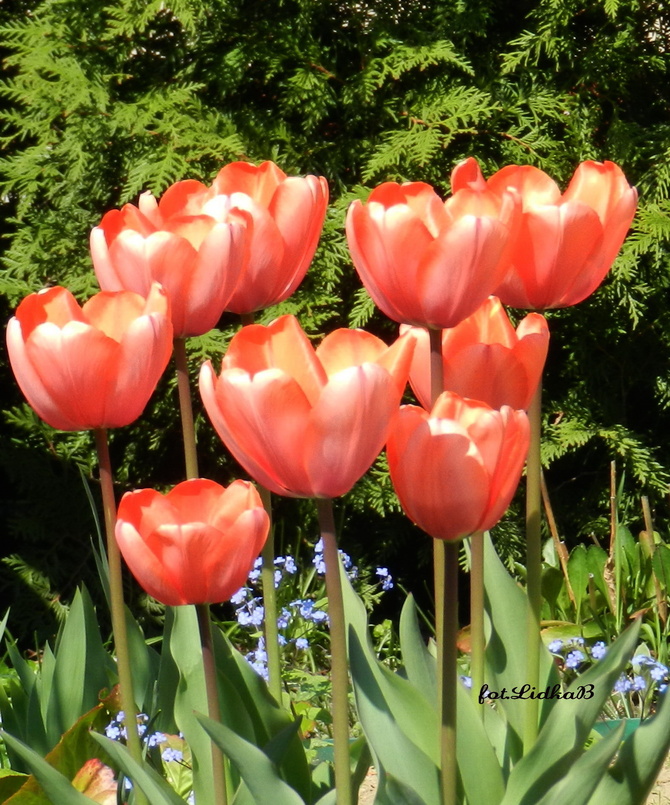 Tulipany czerwone
