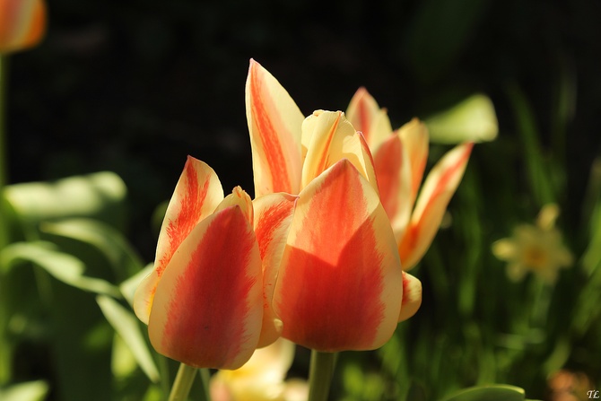 Tulipany w słońcu...