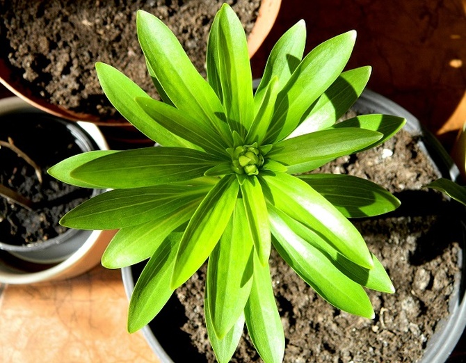 Zielona gwiazda lilii złotogłów:)