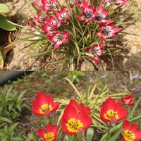 Botaniczne tulipanki...