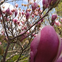 Magnolia....