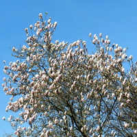 Magnolie kwitnią