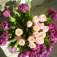 nie znam odmiany tych tulipanów