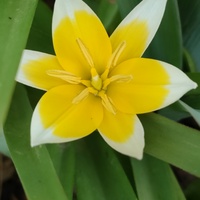 Słoneczny tulipanek