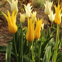 Smukłe tulipanki...