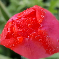Tulip deszczowy...