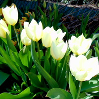 Tulipany ścigają się z narcyzami :)))) 