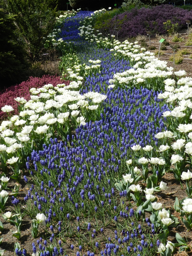 Dywan kwiatowy z szafirków i tulipanów