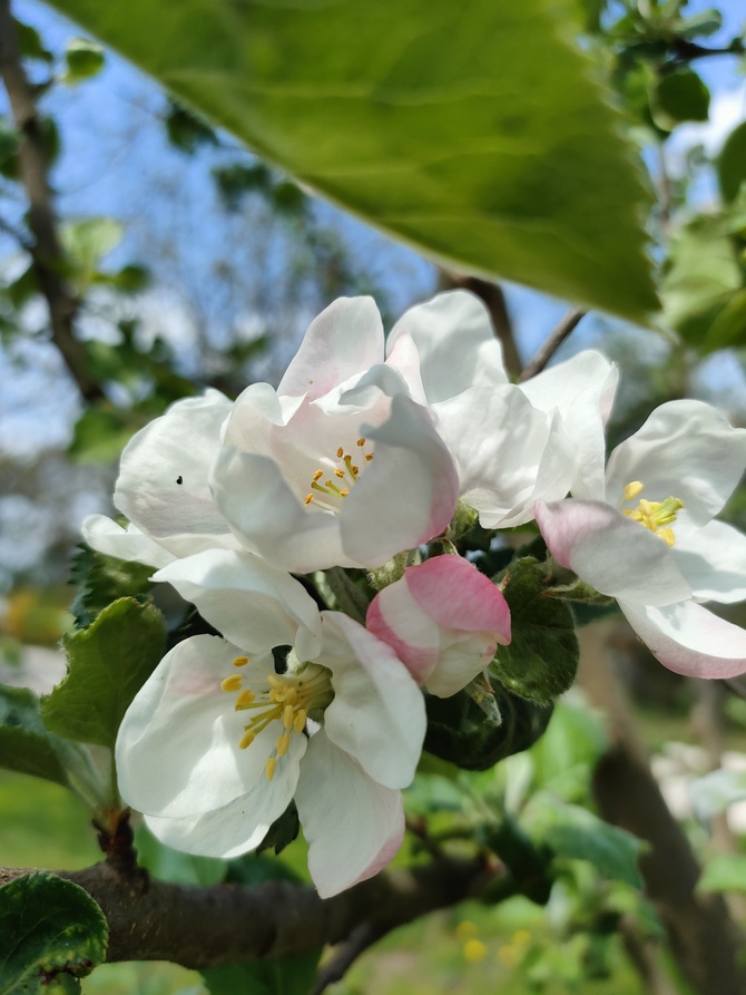 Kwiat jabłoni :)