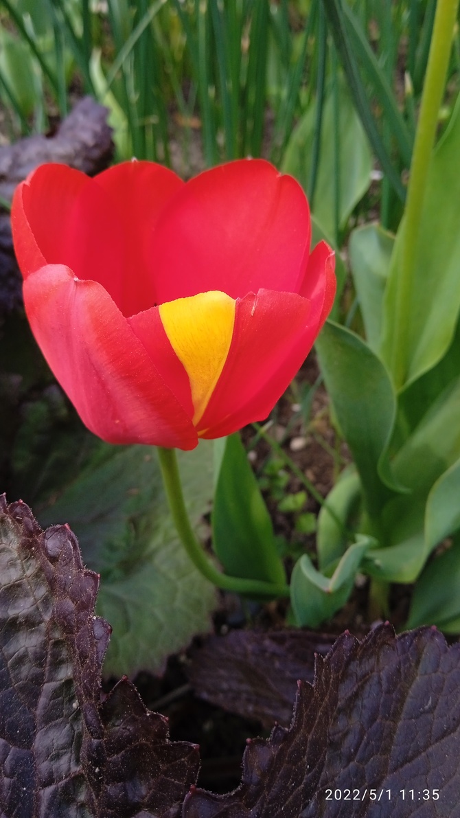 Tulipan z łatką.