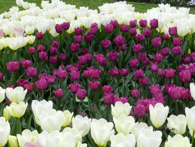 Tulipany  w Ogrodzie Botanicznym