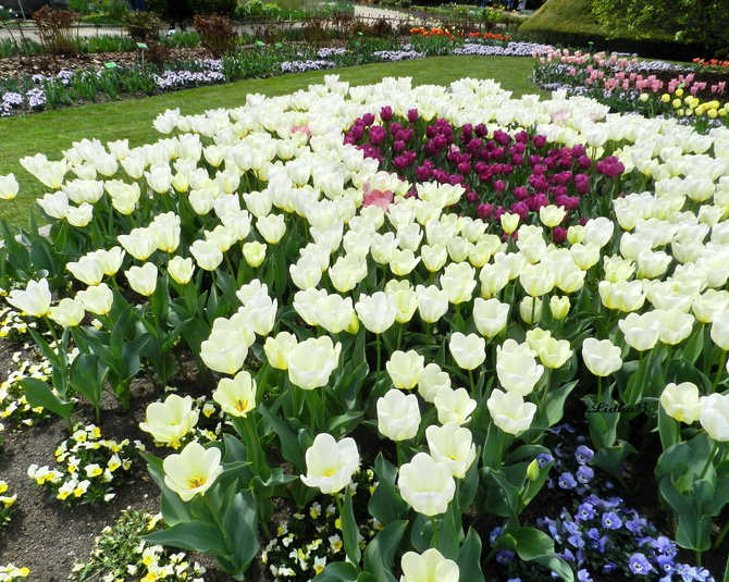 Tulipany  w Ogrodzie Botanicznym