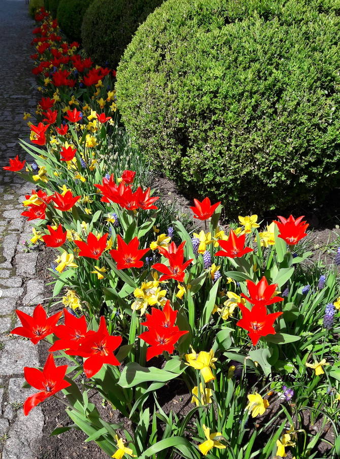 Tulipany ,wiosenna rabata