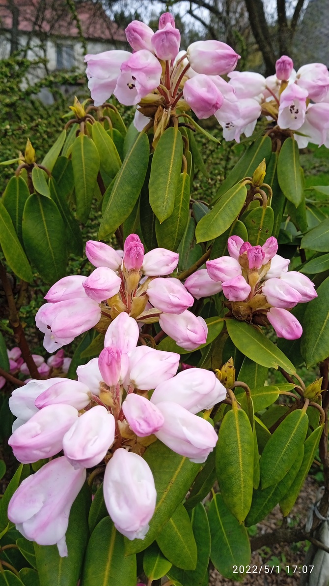 Wczesny rododendron.