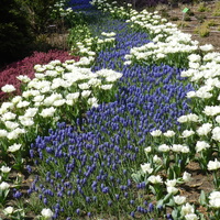 Dywan kwiatowy z szafirków i tulipanów
