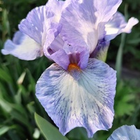 Irys bródkowy  (Iris germanica).