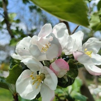 Kwiat jabłoni :)