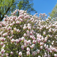 Kwitną magnolie
