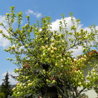 Kwitnie magnolia żółta